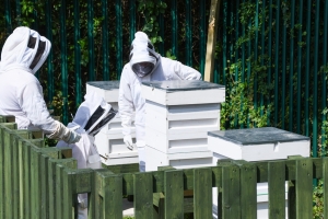 Blum installs beehives in sustainability drive