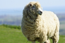 Sleepeezee announces Romney Marsh Wools as new wool supplier